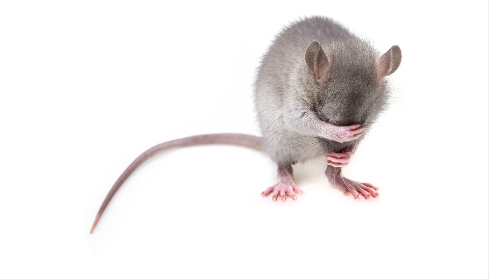 Scopri di più sull'articolo Uomini e topi