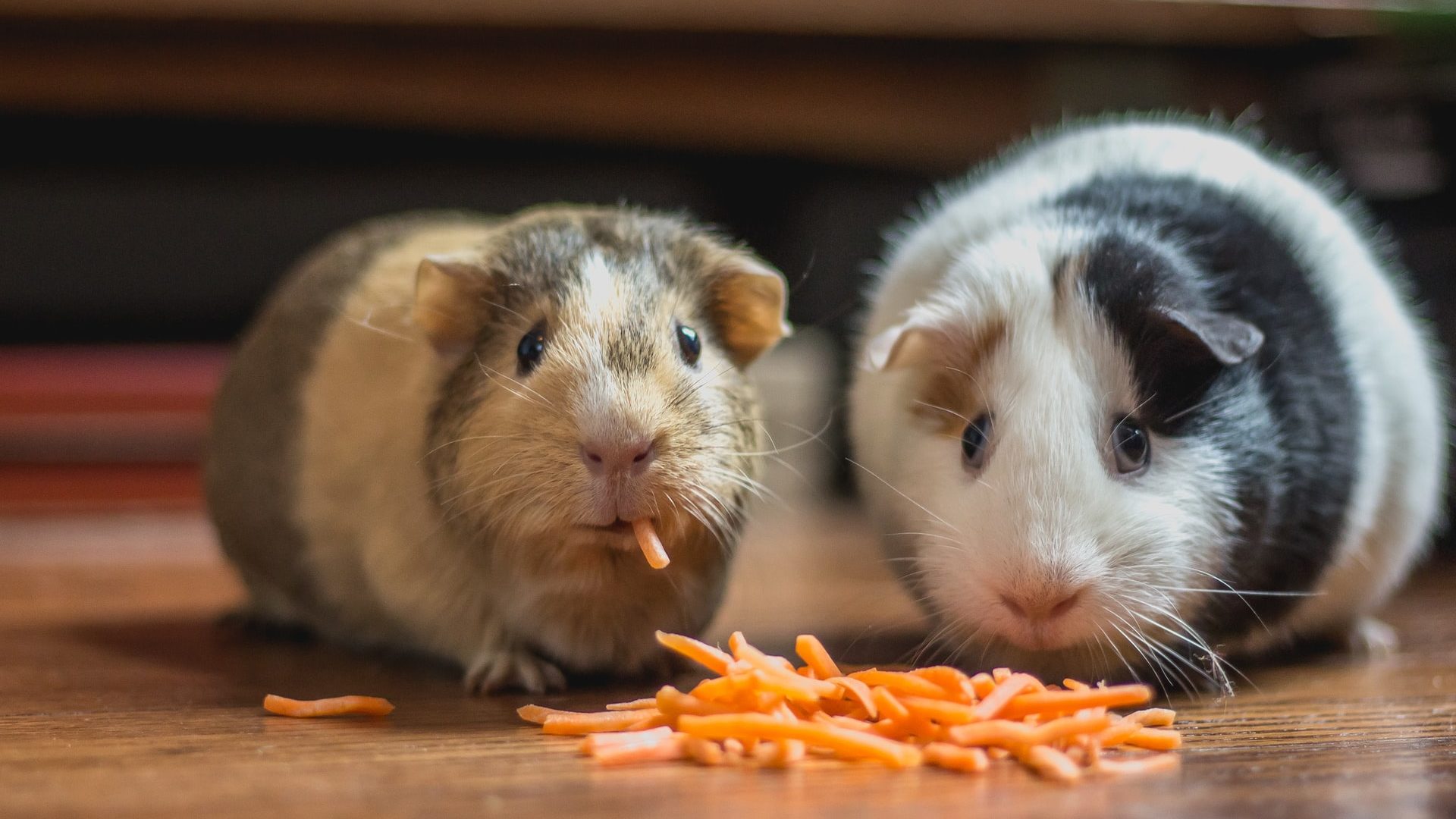 Guinea pigs