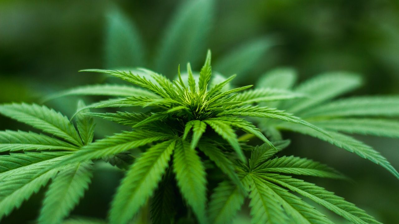 Uso ricreativo della cannabis, gli USA chiedono un ripensamento